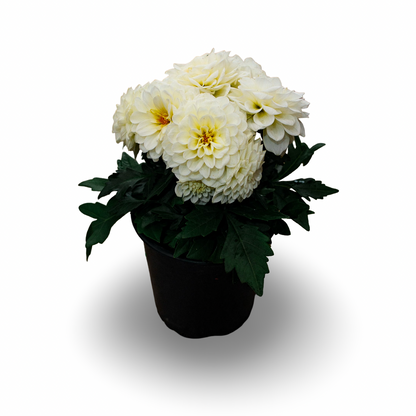 Dahlia (5")