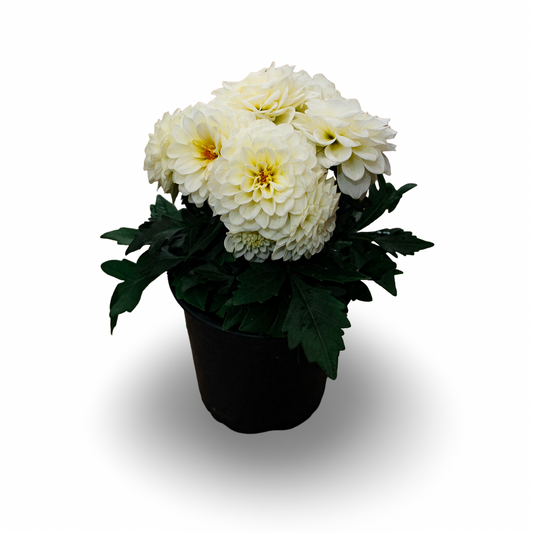 Dahlia (5")