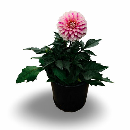 Dahlia (5")