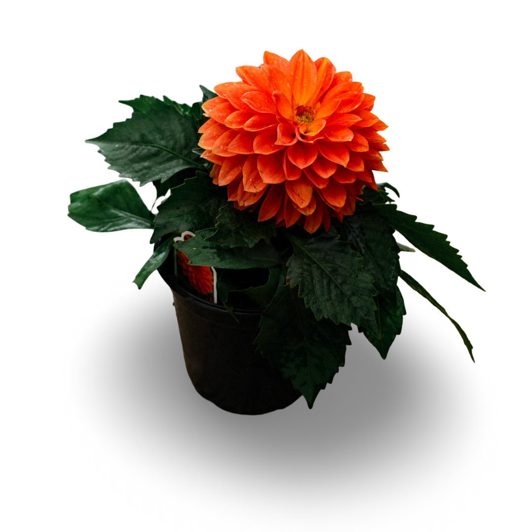Dahlia (5")
