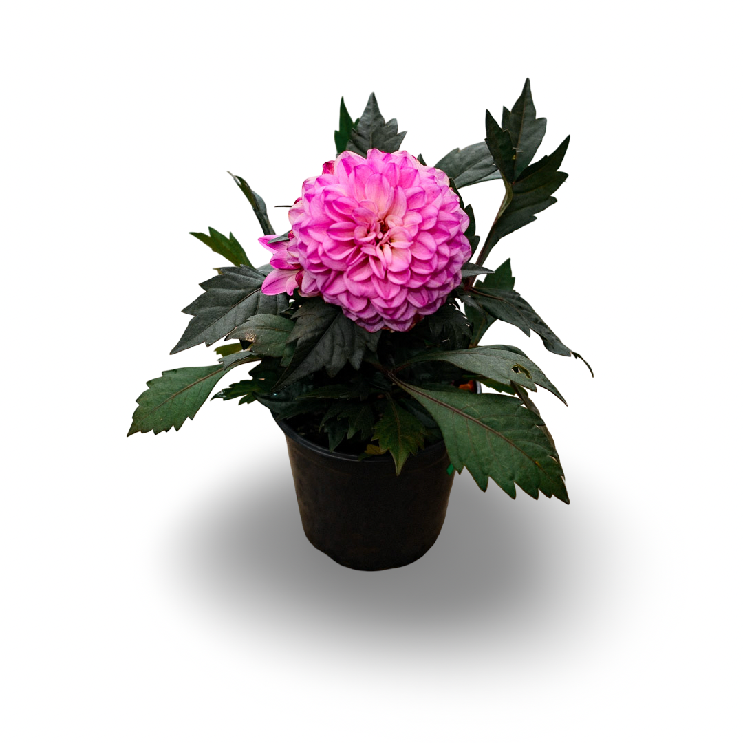 Dahlia (5")