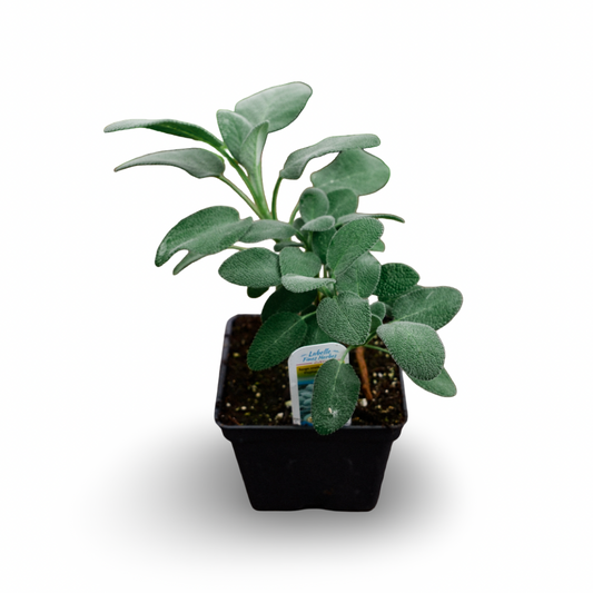Common Sage (4.5")