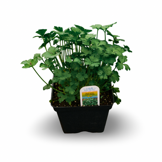 Italian parsley (4.5")