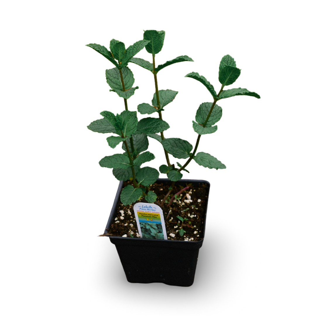 Moroccan Mint (4.5")