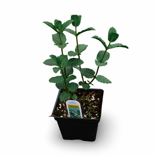 Menthe marocaine (4,5")
