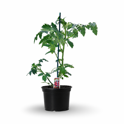 Cherry Tomatoes "Sweet 100" (4.5")