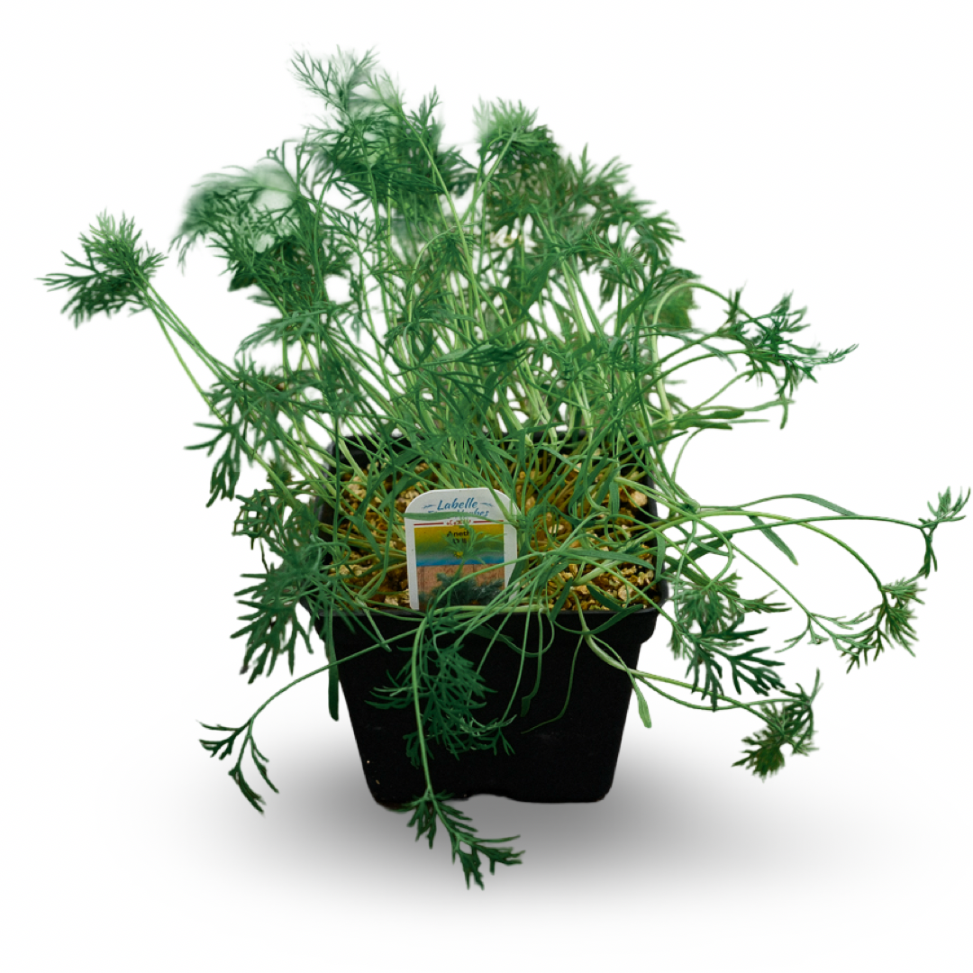 Dill (4.5")