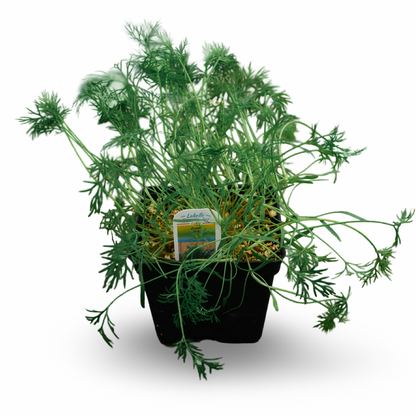 Dill (4.5")