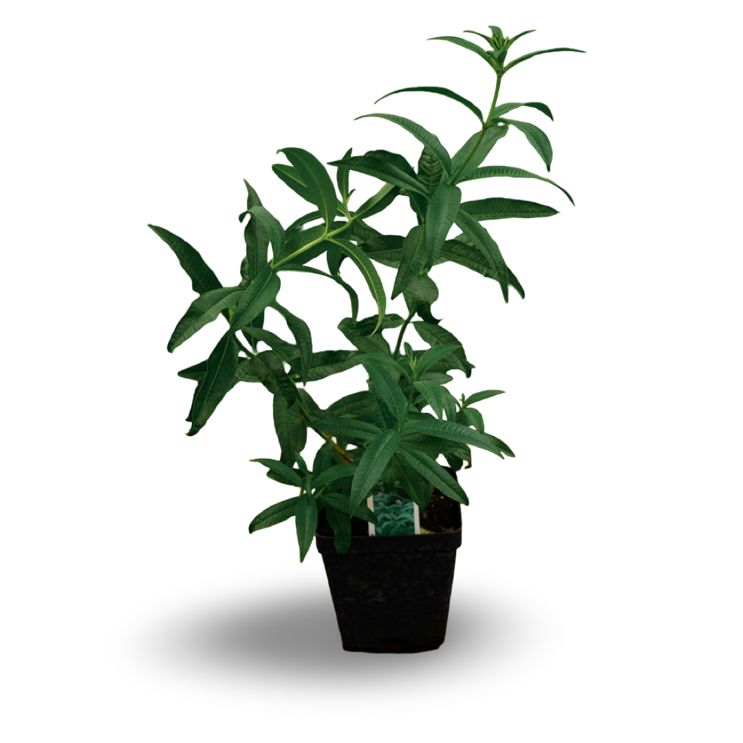 Verveine citronelle (4,5")