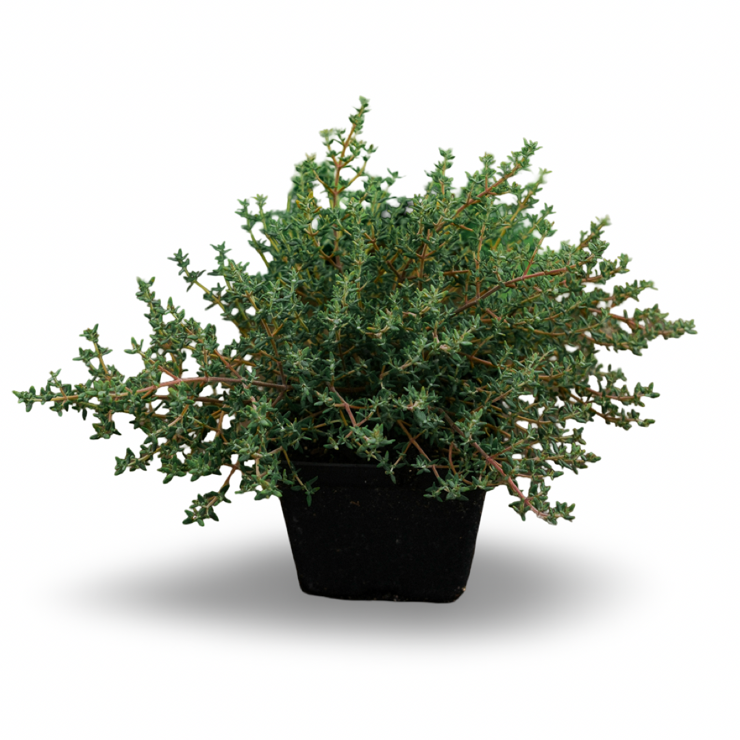 Lemon thyme (4.5") 