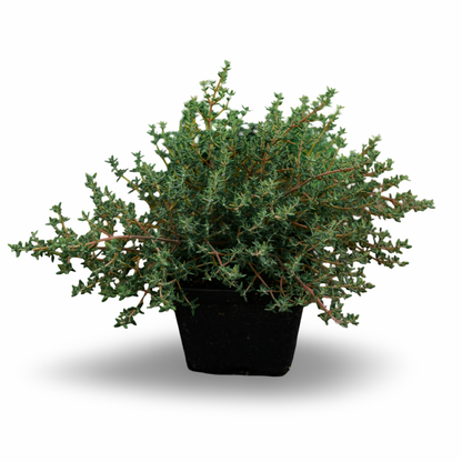 Lemon thyme (4.5") 