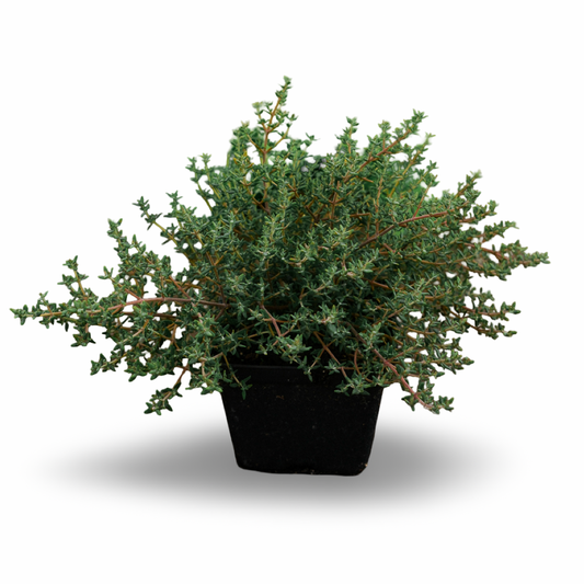Lemon thyme (4.5") 