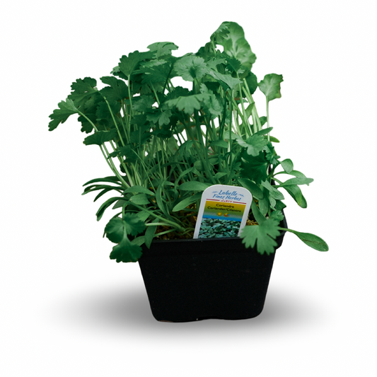 Coriander (4.5") 