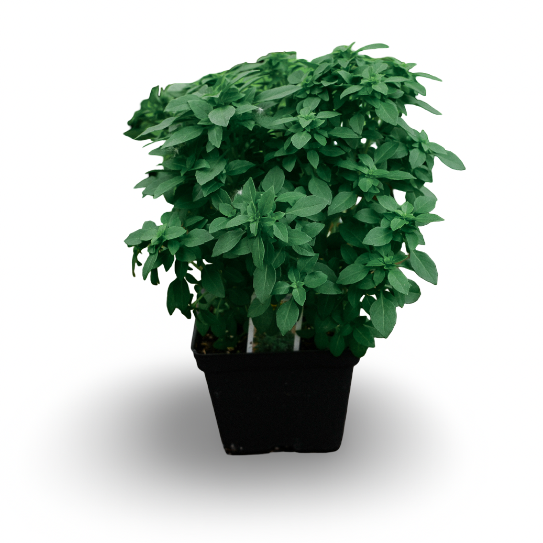 Basil Genovese (4.5")