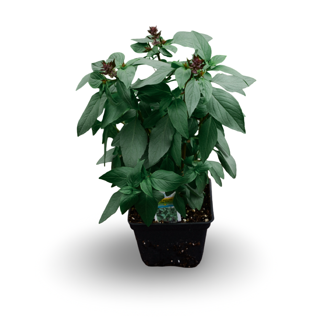 Thai basil (4.5")