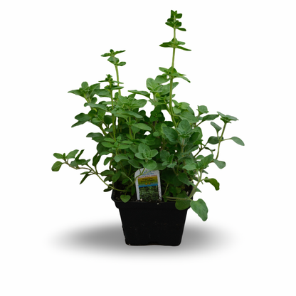Greek Oregano (4.5")