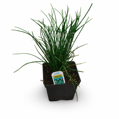 Chives (4.5")