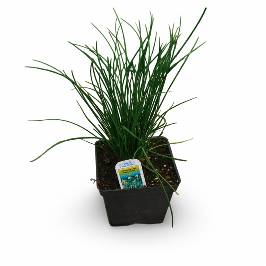 Chives (4.5")