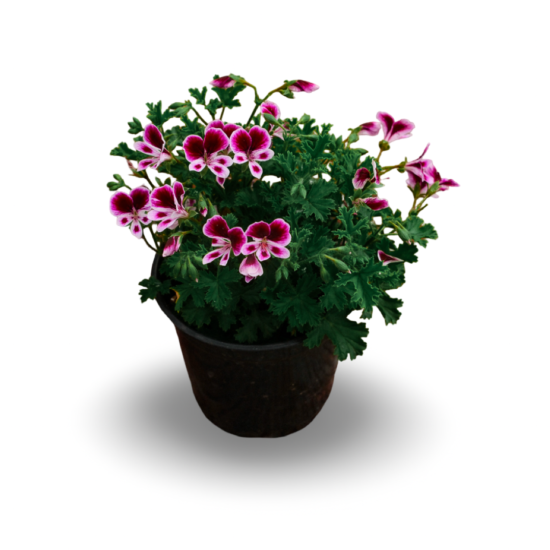 Lemon Geranium (4.5")