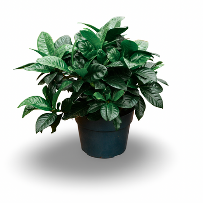 Gardenia (6")