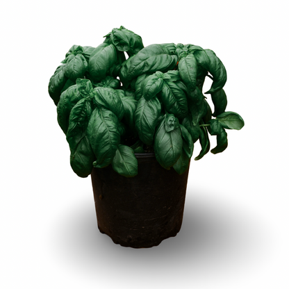 Basilic Genovese (8")
