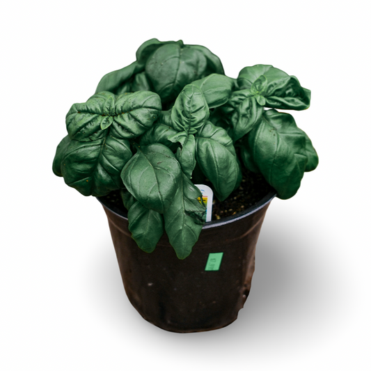 Basil Genovese (6")