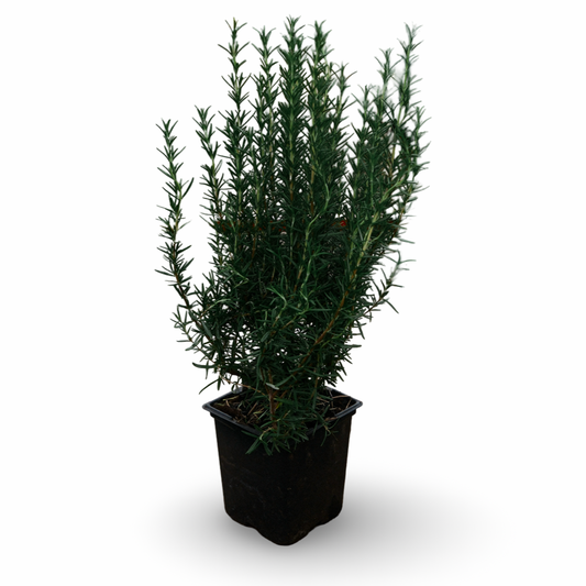 Rosemary (3.5")