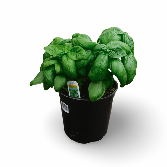 Basilic Genovese (6")