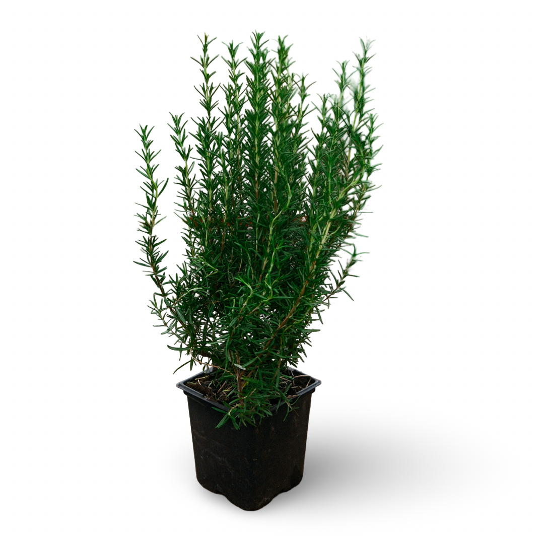 Rosemary (3.5")