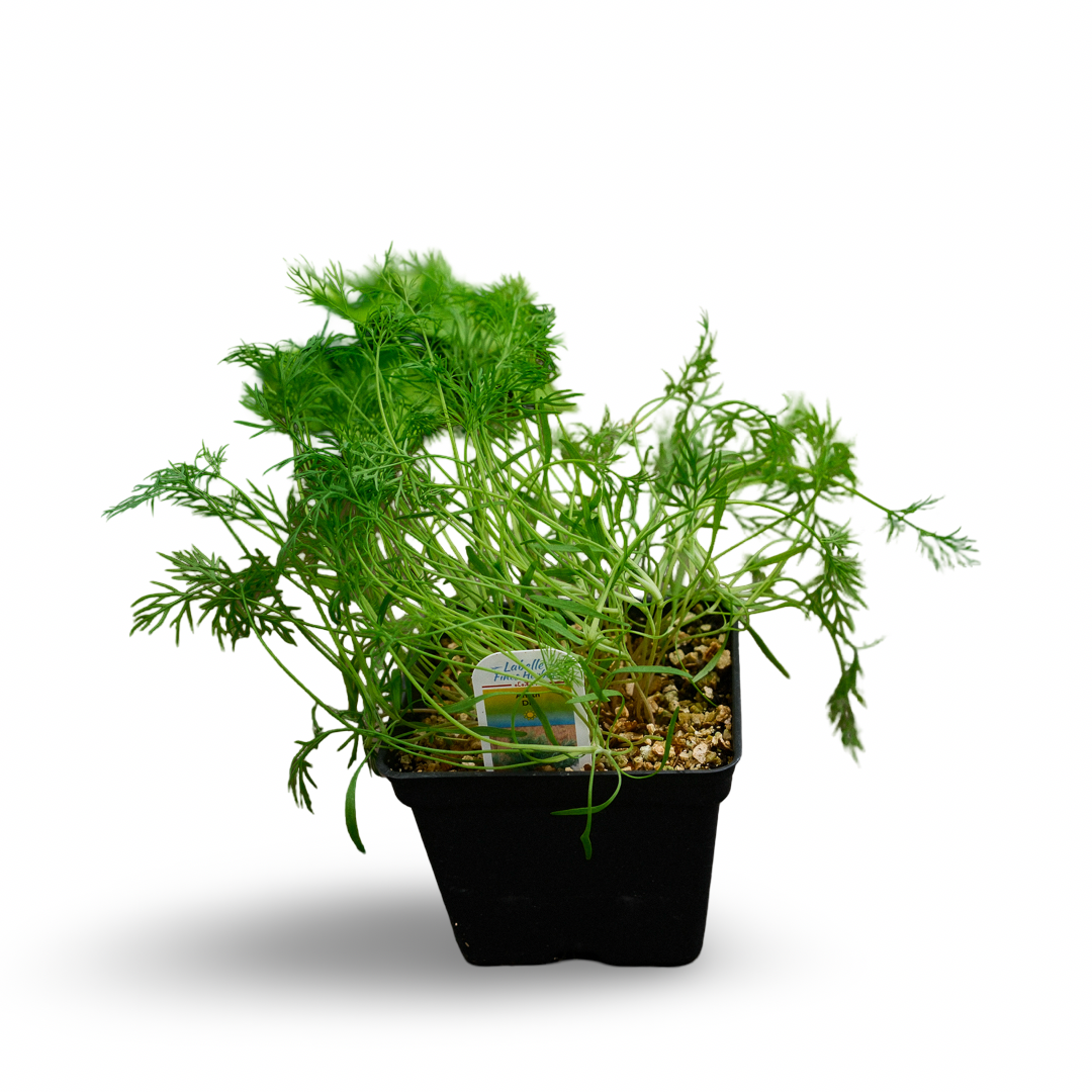 Dill (4.5")