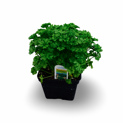 Curly parsley (4.5")