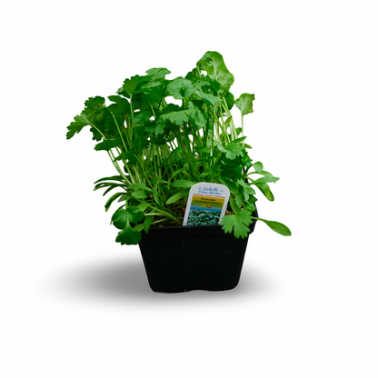 Coriander (4.5") 