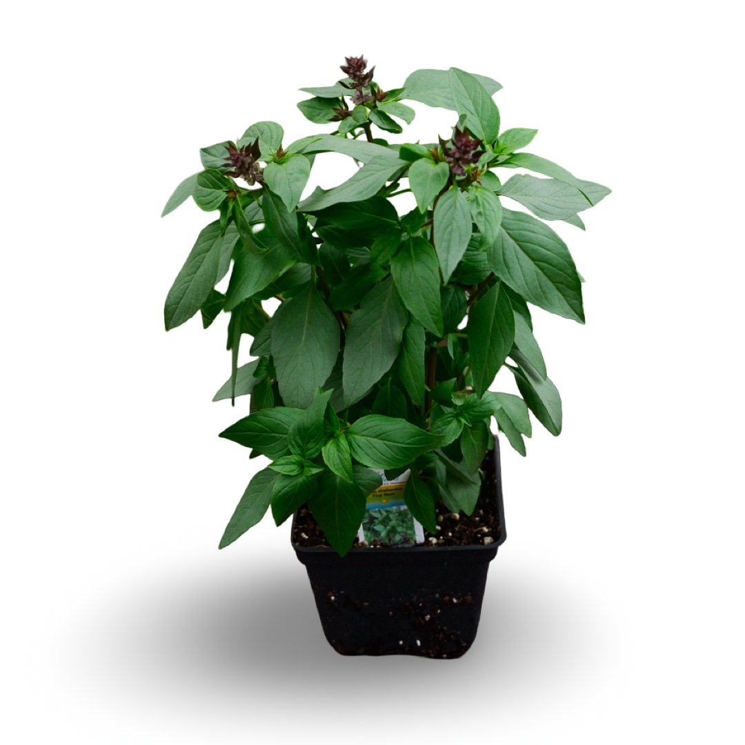 Thai basil (4.5")
