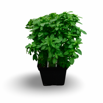 Basil Genovese (4.5")