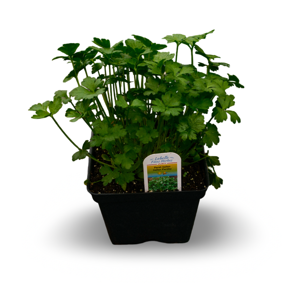 Italian parsley (4.5")