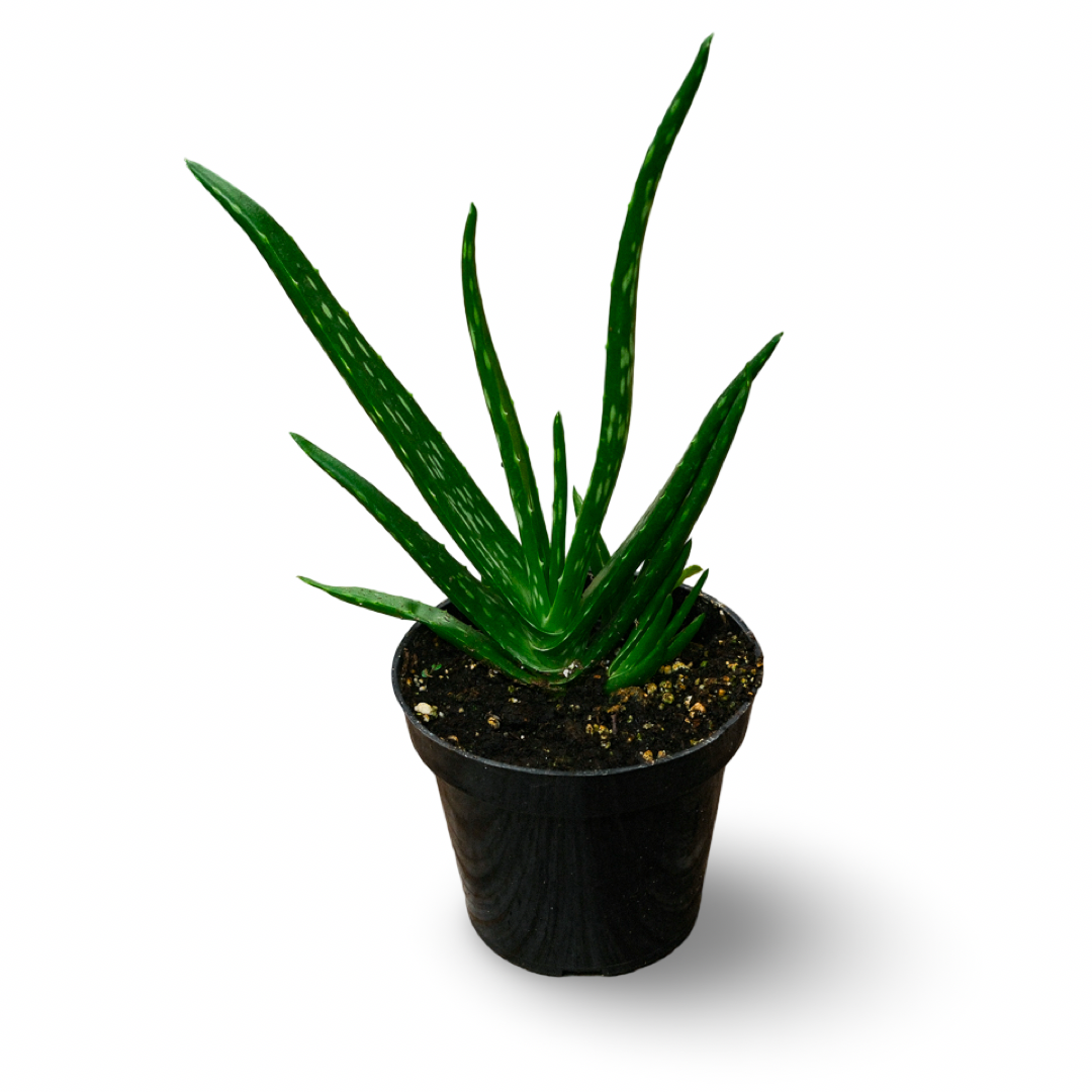 Aloe Vera (4.5") 