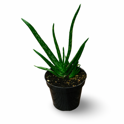 Aloe Vera (4.5") 