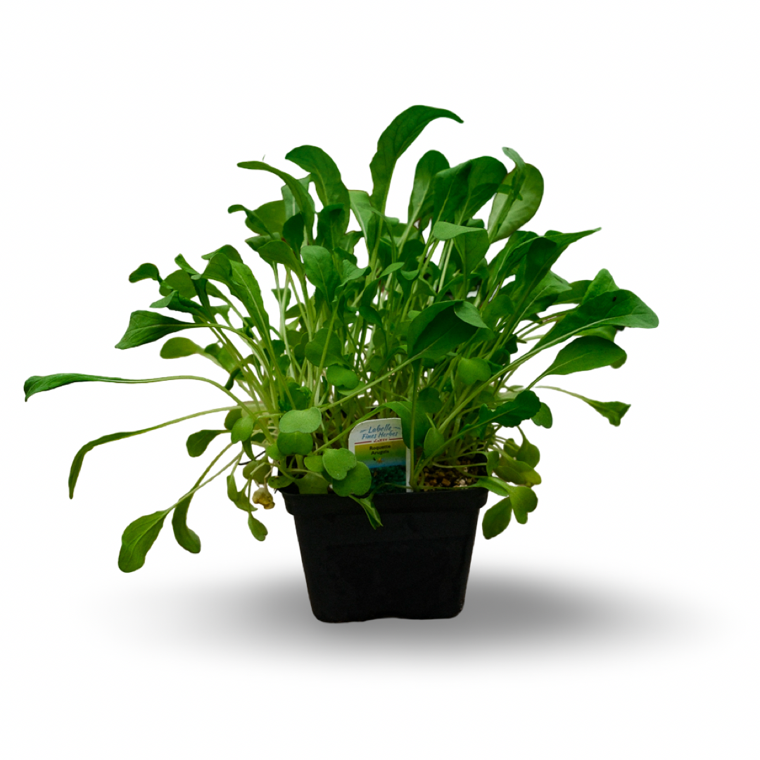 Arugula (4.5")