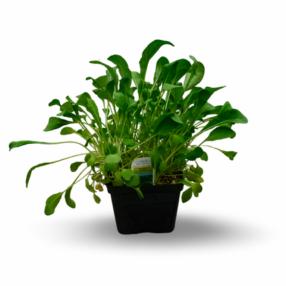 Arugula (4.5")