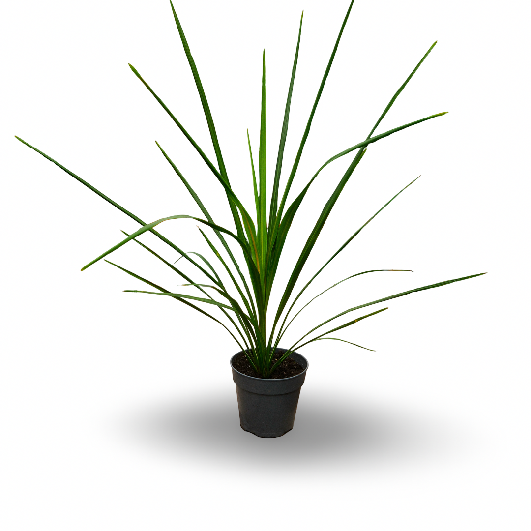 Dracaena (4.5") 
