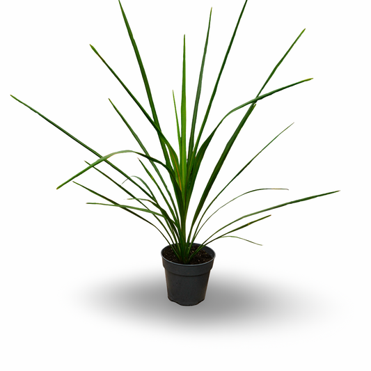 Dracaena (4,5")
