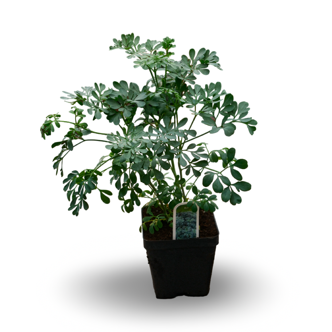 Common Rue (4.5")