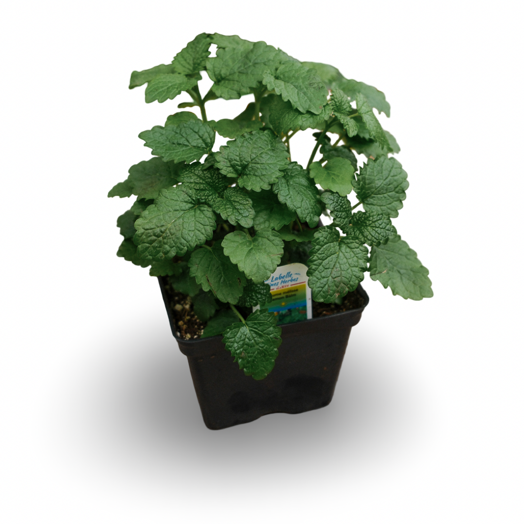 Lemon Balm Lemongrass Balm (4.5")