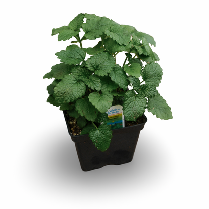 Lemon Balm Lemongrass Balm (4.5")