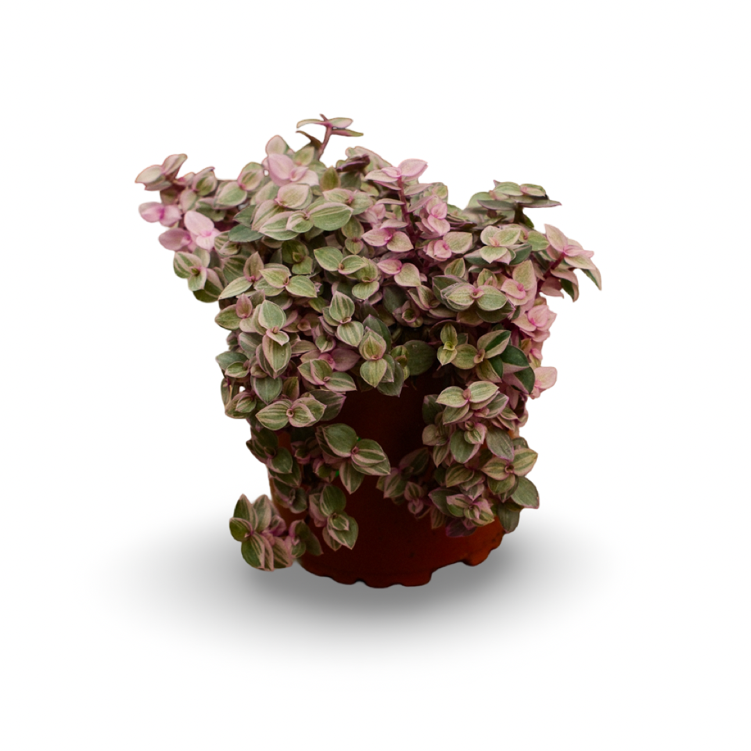 Callisia (4,5")