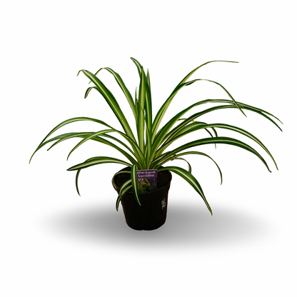 Plante araignée (4,5")