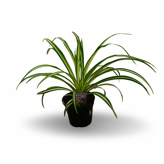Plante araignée (4,5")