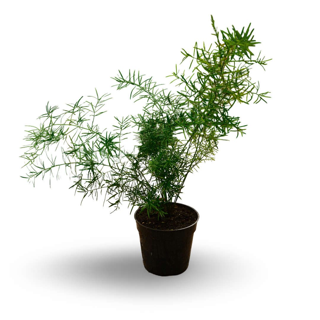 Asparagus plumosa (4,5")