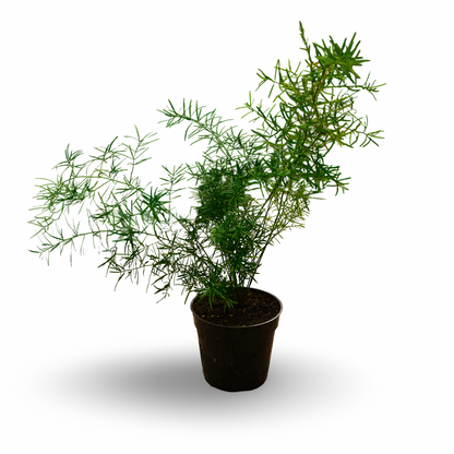 Asparagus plumosa (4,5")
