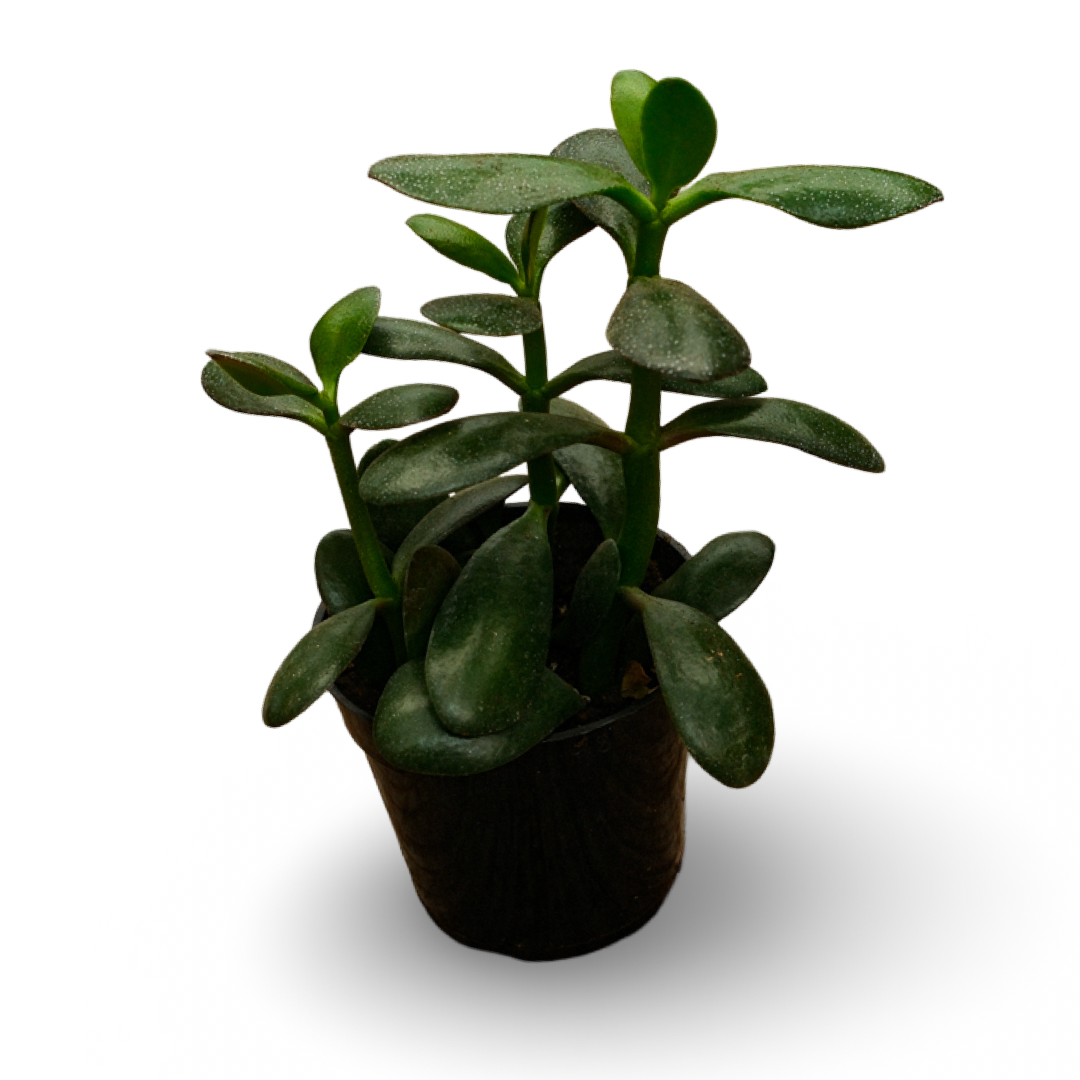 Jade Plant (4,5")